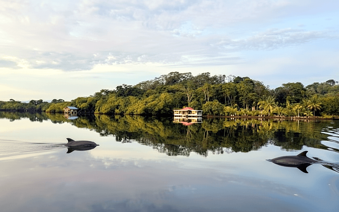 Dolphin Watching in Bocas del Toro: The Bay Where They Live