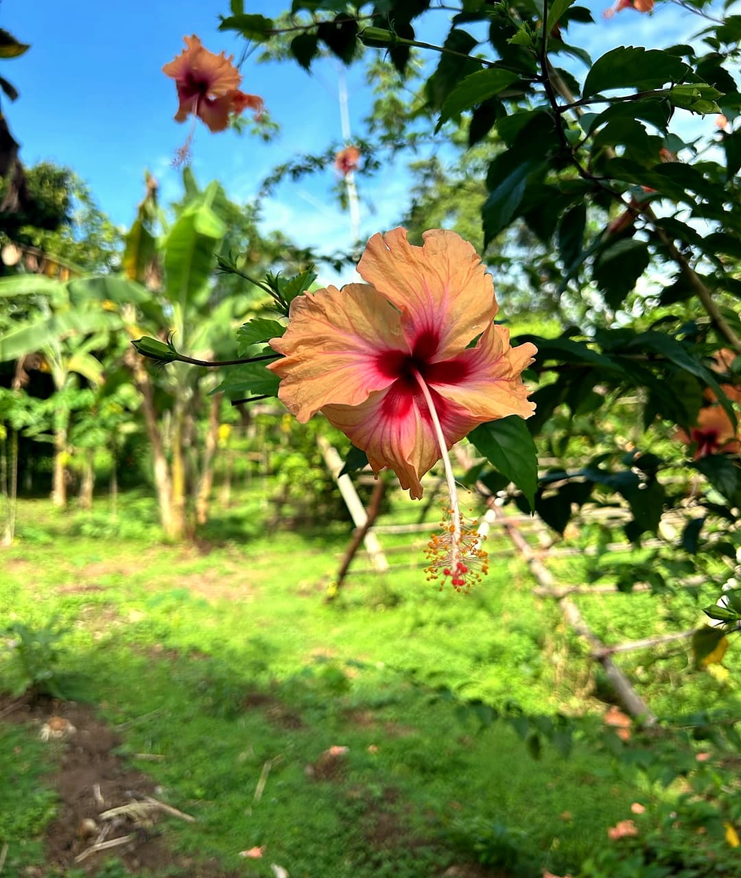 Cream and white hibiscus flower with pink accents in the tropical garden, Dolphin Blue Paradise