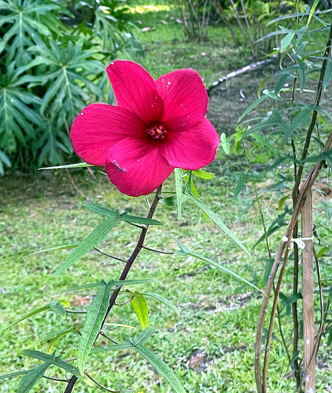 Stunning magenta hibiscus flower in the tropical garden at Dolphin Blue Paradise, Bocas del Toro