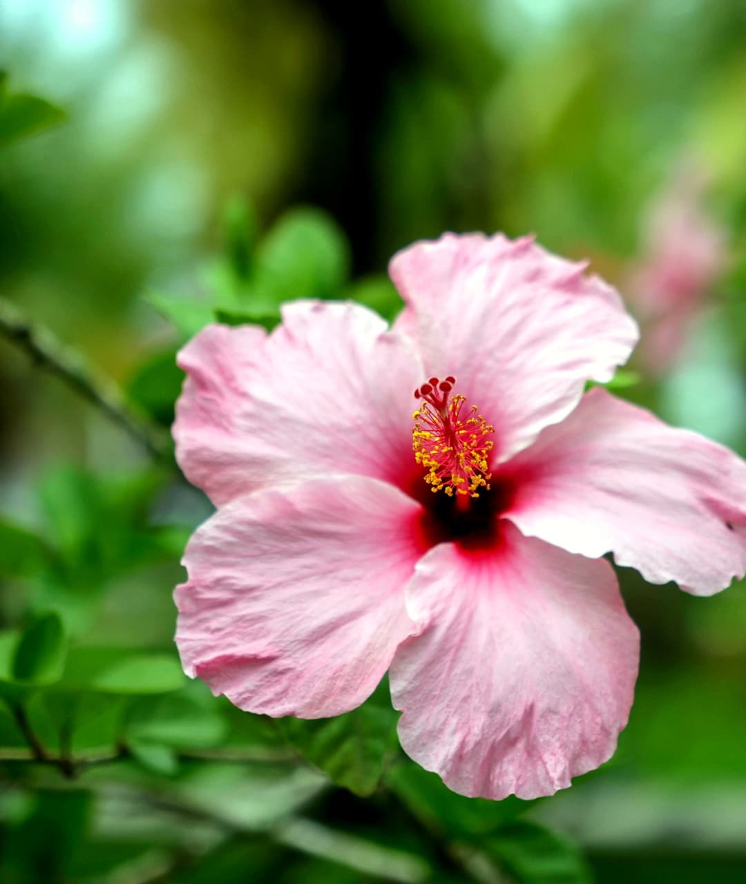 Vibrant pink hibiscus flower in the tropical garden at Dolphin Blue Paradise, Bocas del Toro