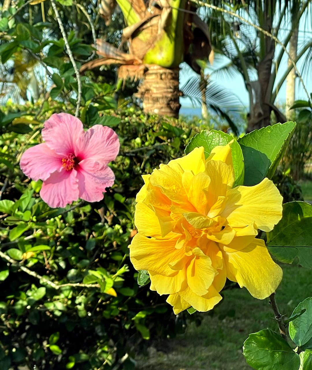 Pink and yellow hibiscus flowers together in the tropical garden, Dolphin Blue Paradise