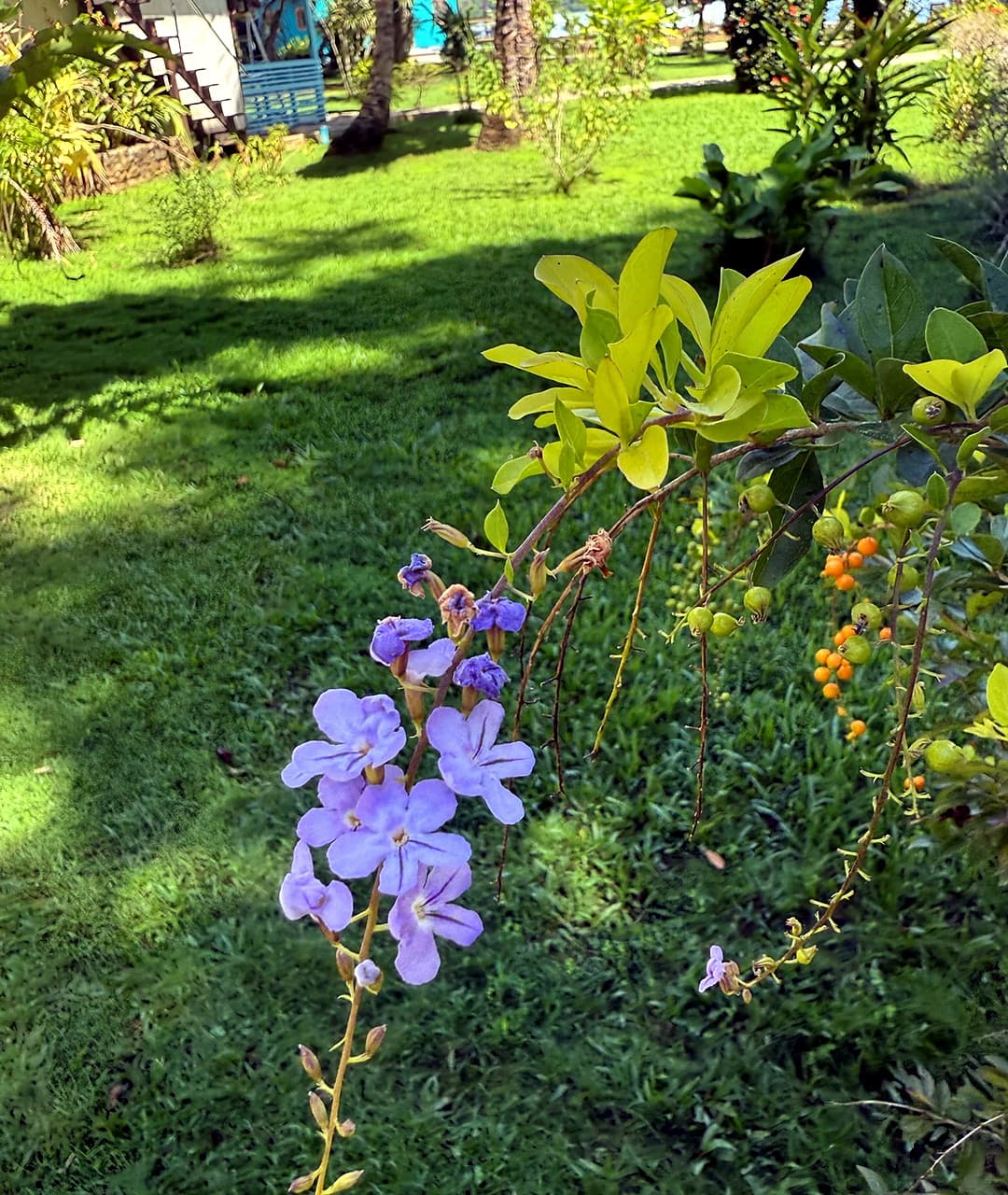 Purple tropical flowers in the lush garden at Dolphin Blue Paradise, Bocas del Toro