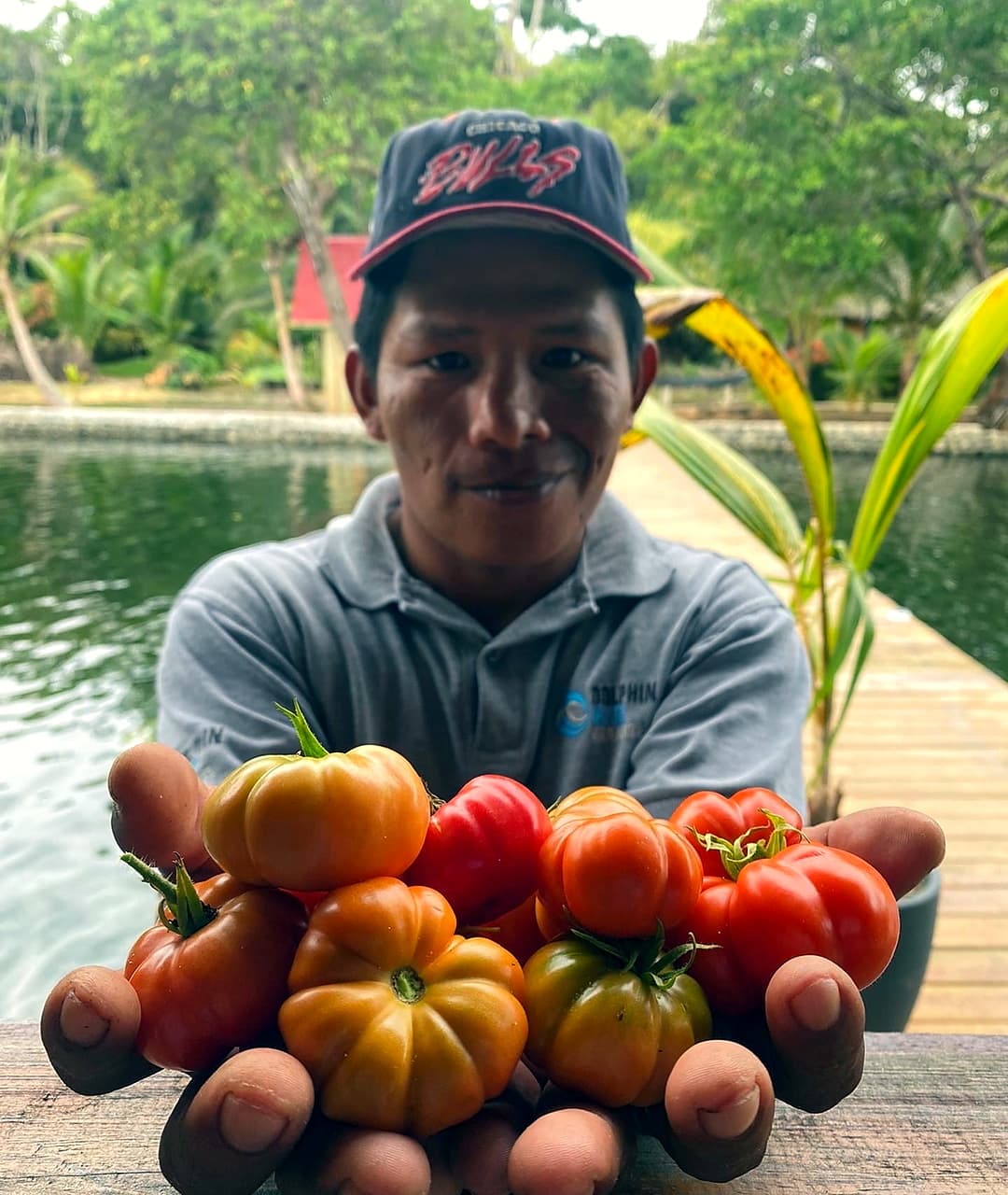 Fresh heirloom tomatoes from the garden at Dolphin Blue Paradise - farm-to-table produce, Bocas del Toro