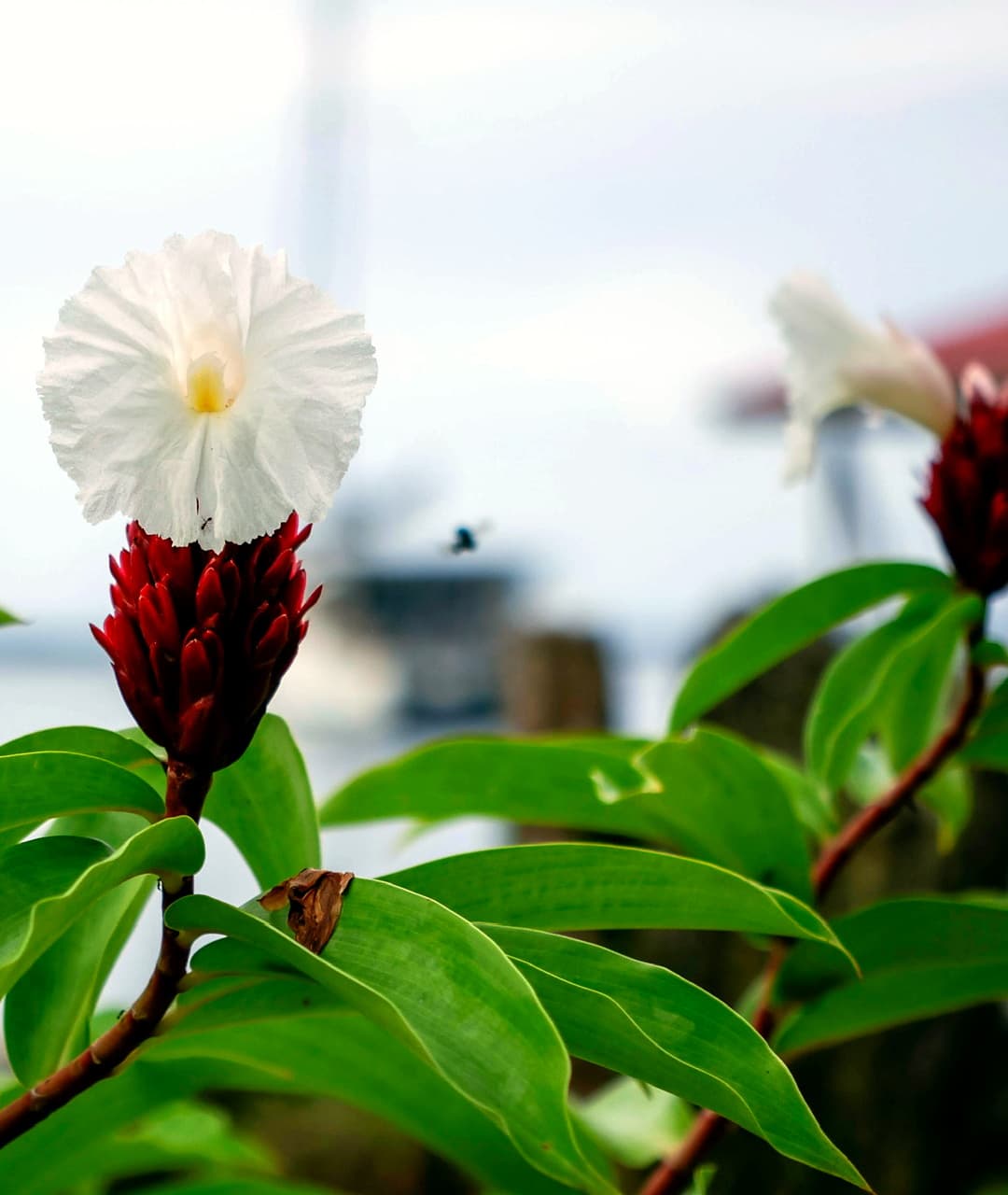 White and red tropical flower in the garden at Dolphin Blue Paradise, Bocas del Toro