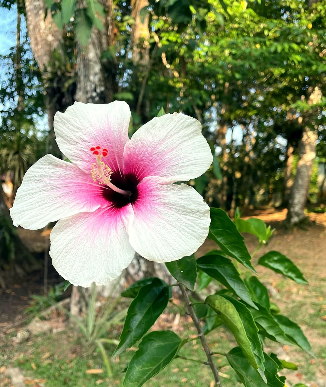 Elegant white hibiscus flower with pink center in the tropical garden, Dolphin Blue Paradise, Bocas del Toro